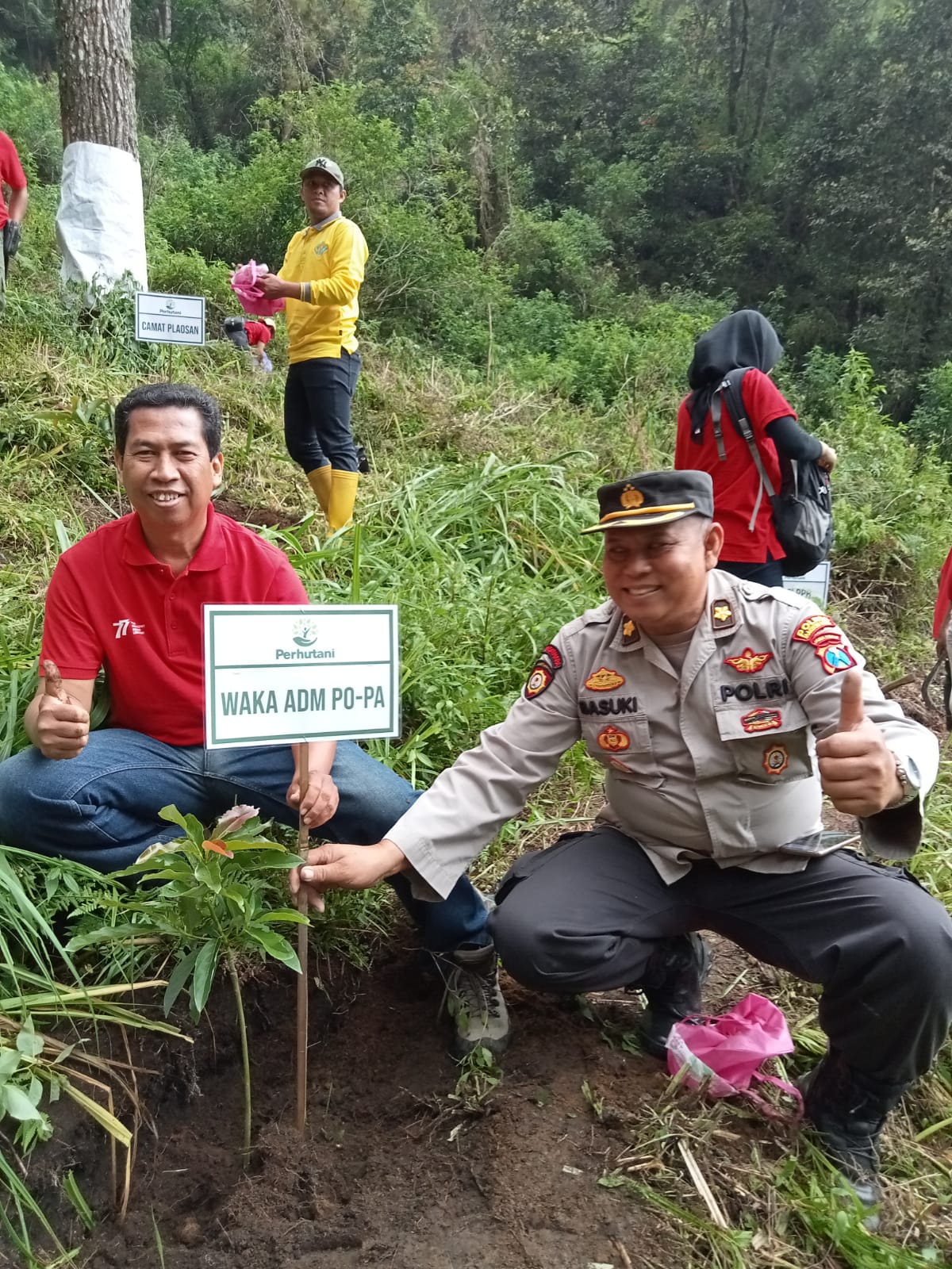 perhutani-kph-lawu-ds-tanam-pohon-jenis-eucalyptus-deglupta