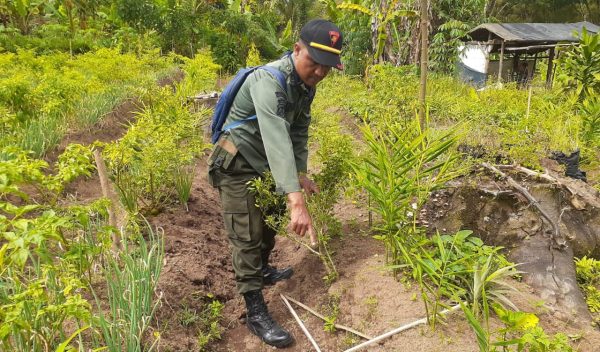 perhutani-kph-banyuwangi-barat-tangani-perusakan-tanaman-damar-dan-manting-di-rogojampi