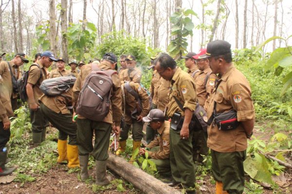 perhutani-kph-probolinggo-giat-job-training-tebangan-di-petak-3i-rph-lumbang