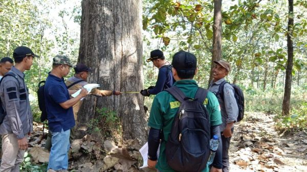 perhutani-kph-madiun-cdk-madiun-giat-pemeriksaan-produksi-kayu