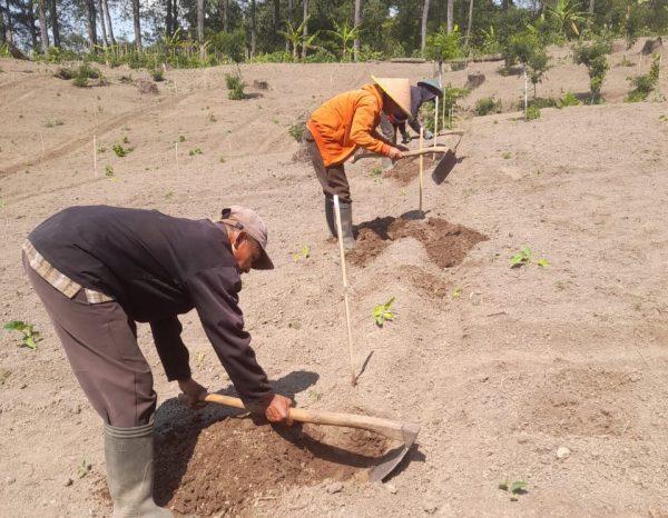 kph-probolinggo-lakukan-reboisasi-untuk-mengembalikan-hutan-kembali-hijau