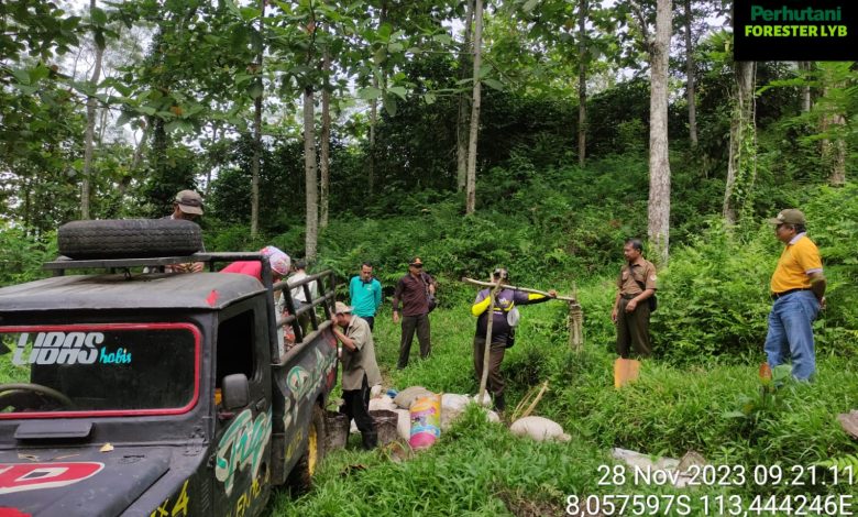 getah-pinus-salah-satu-pendapatan-perum-perhutani-kph-jember