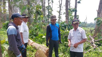 perhutani-kph-probolinggo-gelar-kegiatan-cutting-test-tebangan-di-petak-29c-rph