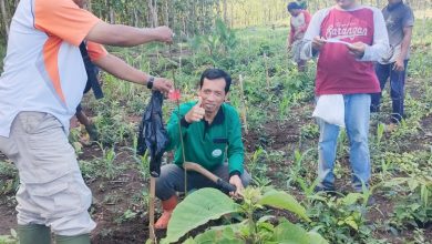 kph-probolinggo-dan-mahasiswa-ugm-gelar-penanaman-bersama