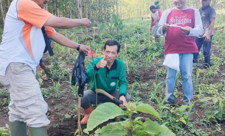 kph-probolinggo-dan-mahasiswa-ugm-gelar-penanaman-bersama