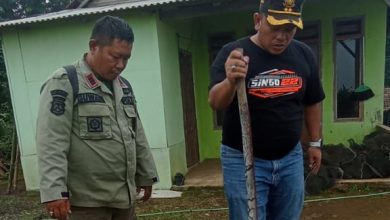 perhutani-kph-banyuwangi-barat-lakukan-penanaman-tanaman-pokok