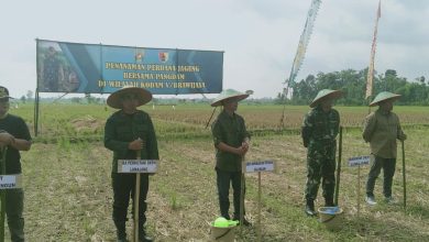 kph-probolinggo-dan-kodam-v-brawijaya-inisiasi-penanaman-perdana-jagung-secara-serentak
