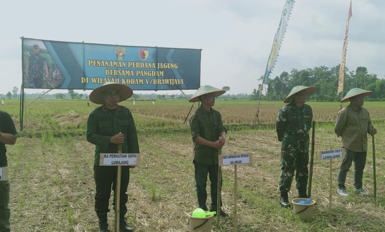 kph-probolinggo-dan-kodam-v-brawijaya-inisiasi-penanaman-perdana-jagung-secara-serentak