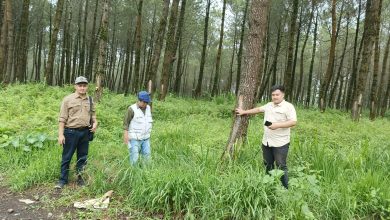 cdk-lumajang-lakukan-uji-petik-rtt-di-kph-probolinggo