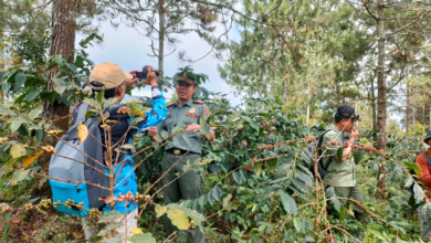 perhutani-lawu-ds-bersama-lmdh-kare-makmur-gelar-panen-agroforestry-kopi-arabika-di-desa-kare