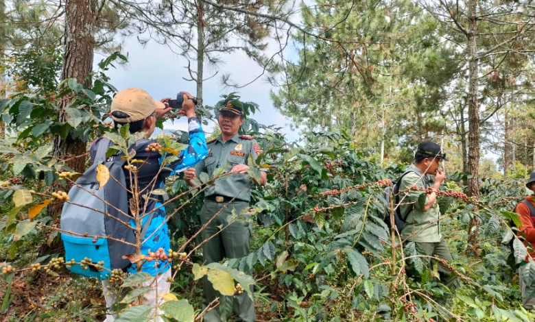 perhutani-lawu-ds-bersama-lmdh-kare-makmur-gelar-panen-agroforestry-kopi-arabika-di-desa-kare