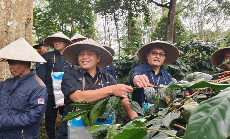 perhutani-bondowoso-kunker-di-sukosari-petak-23-sukorejo-lihat-prospek-panen-buah-kopi-jenis-arabika