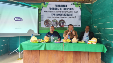 perhutani-banyuwangi-barat-dampingi-kepala-spi-dalam-pembinaan-produksi-getah-pinus