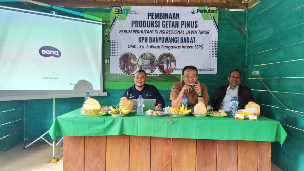 perhutani-banyuwangi-barat-dampingi-kepala-spi-dalam-pembinaan-produksi-getah-pinus