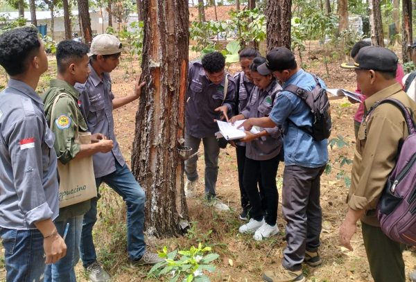 mahasiswa-pkl-politeknik-pertanian-negeri-kupang-ikuti-praktek-pemungutan-hhk-dan-hhbk-di-perhutani-kph-bondowoso