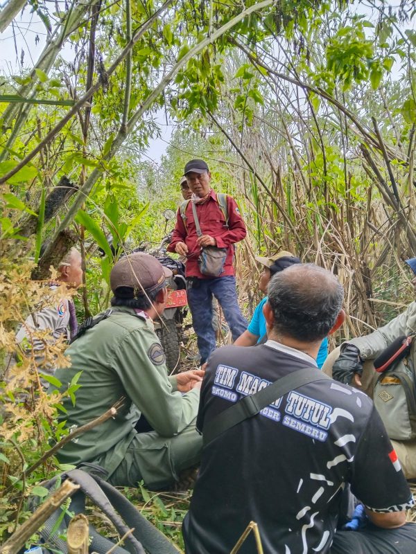 perhutani-kph-probolinggo-ikut-patroli-penyisiran-pasca-ditemukan-pohon-ganja-di-kawasan-hutan-tnbts-lumajang