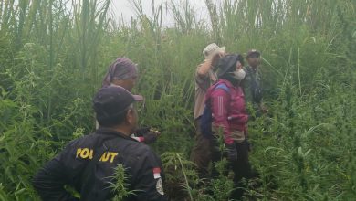 perhutani-kph-probolinggo-ikut-patroli-penyisiran-pasca-ditemukan-pohon-ganja-di-kawasan-hutan-tnbts-lumajang