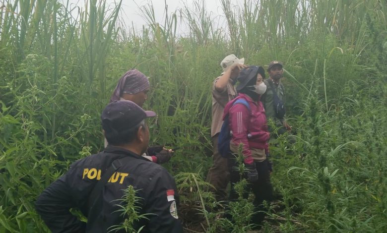 perhutani-kph-probolinggo-ikut-patroli-penyisiran-pasca-ditemukan-pohon-ganja-di-kawasan-hutan-tnbts-lumajang