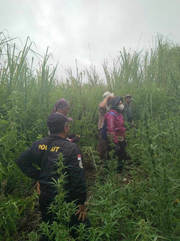 perhutani-kph-probolinggo-ikut-patroli-penyisiran-pasca-ditemukan-pohon-ganja-di-kawasan-hutan-tnbts-lumajang