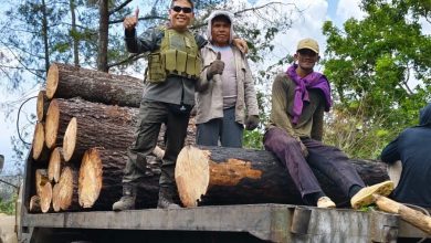 perhutani-bondowoso-lakukan-pemeriksaan-langsung-ke-lokasi-tebang-habis-jenis-pinus