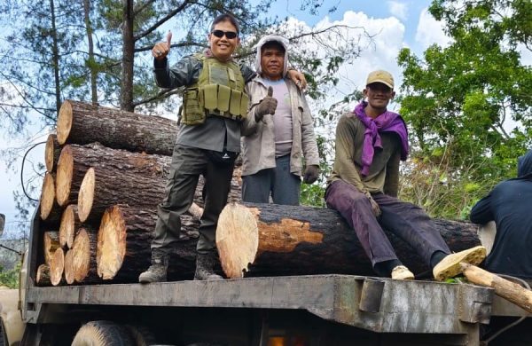 perhutani-bondowoso-lakukan-pemeriksaan-langsung-ke-lokasi-tebang-habis-jenis-pinus