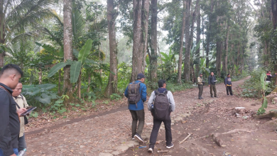 perhutani-banyuwangi-barat-gandeng-cdk-banyuwangi-inventarisir-kayu-rawan-roboh