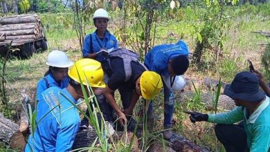 mahasiswa-pkl-politeknik-pertanian-negeri-kupang-ikuti-praktek-pemungutan-hhk-dan-hhbk-di-perhutani-kph-bondowoso