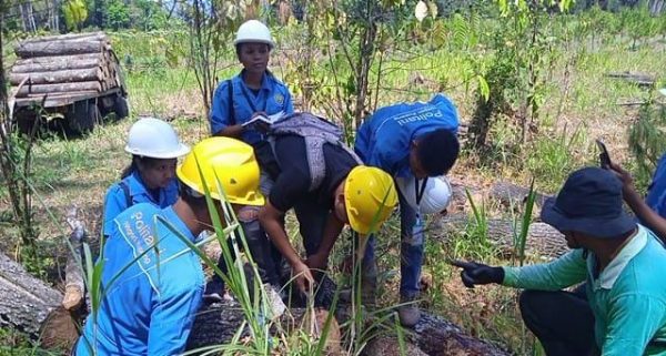 mahasiswa-pkl-politeknik-pertanian-negeri-kupang-ikuti-praktek-pemungutan-hhk-dan-hhbk-di-perhutani-kph-bondowoso