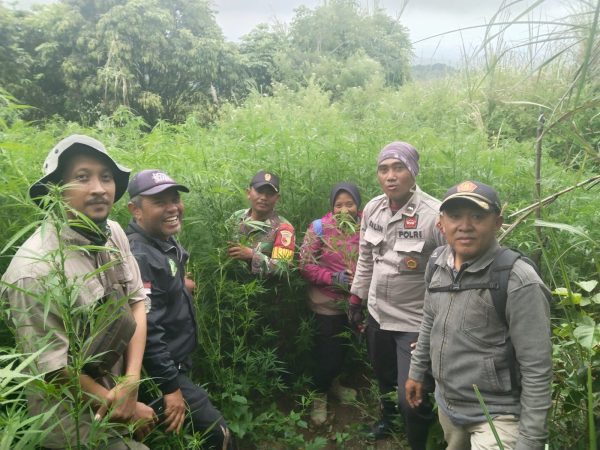 perhutani-kph-probolinggo-ikut-patroli-penyisiran-pasca-ditemukan-pohon-ganja-di-kawasan-hutan-tnbts-lumajang