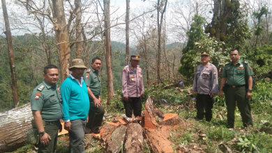 perhutani-kph-probolinggo-lakukan-pengamanan-tebangan-d-di-pinggir-jalan-bersama-polri